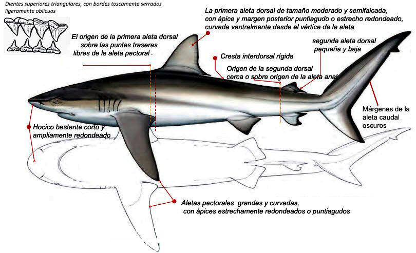 Carcharhinus obscurus _001